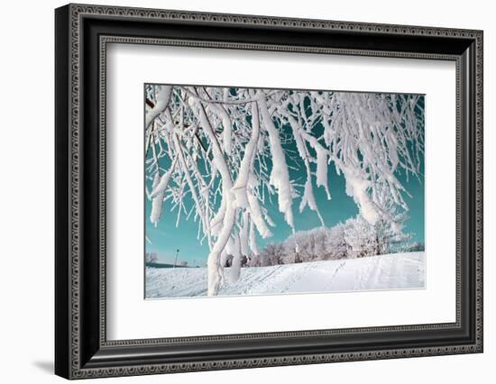 Tree in Snow on Celestial Background-basel101658-Framed Photographic Print