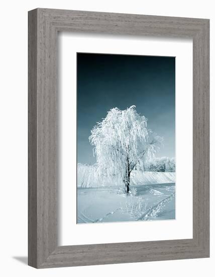 Tree in Snow-basel101658-Framed Photographic Print