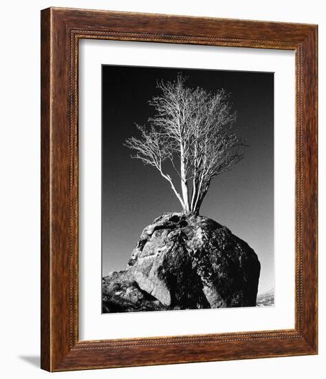 Tree in Solitude-Richard Sutton-Framed Art Print