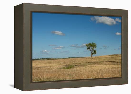 Tree in the Flint Hills of Kansas-Michael Scheufler-Framed Premier Image Canvas