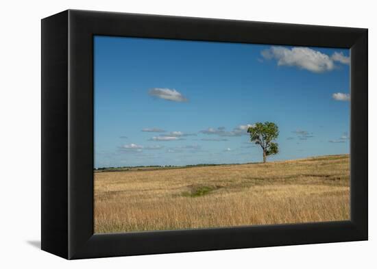 Tree in the Flint Hills of Kansas-Michael Scheufler-Framed Premier Image Canvas