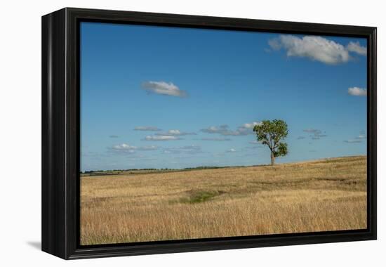 Tree in the Flint Hills of Kansas-Michael Scheufler-Framed Premier Image Canvas