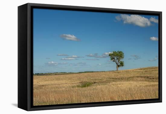 Tree in the Flint Hills of Kansas-Michael Scheufler-Framed Premier Image Canvas