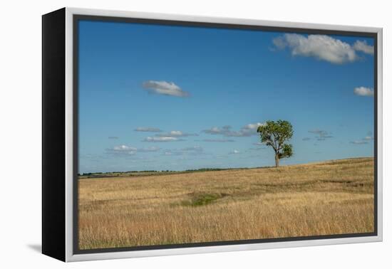 Tree in the Flint Hills of Kansas-Michael Scheufler-Framed Premier Image Canvas