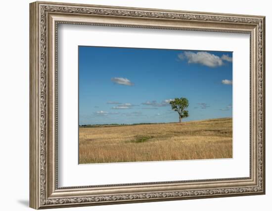 Tree in the Flint Hills of Kansas-Michael Scheufler-Framed Photographic Print