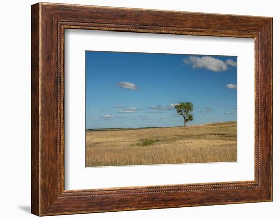 Tree in the Flint Hills of Kansas-Michael Scheufler-Framed Photographic Print