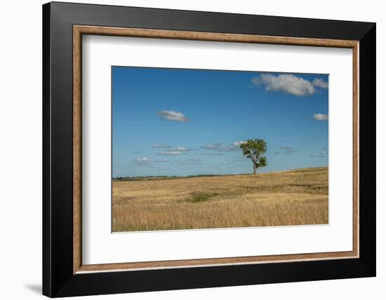 Tree in the Flint Hills of Kansas-Michael Scheufler-Framed Photographic Print