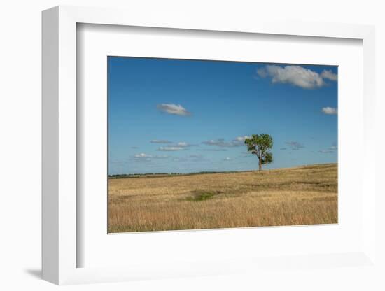 Tree in the Flint Hills of Kansas-Michael Scheufler-Framed Photographic Print