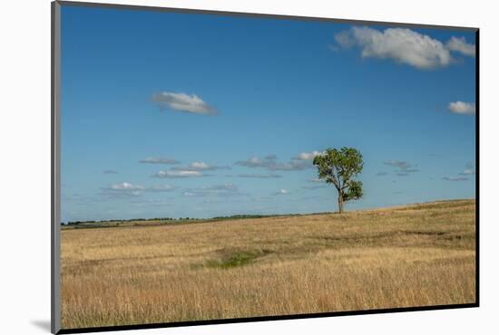 Tree in the Flint Hills of Kansas-Michael Scheufler-Mounted Photographic Print