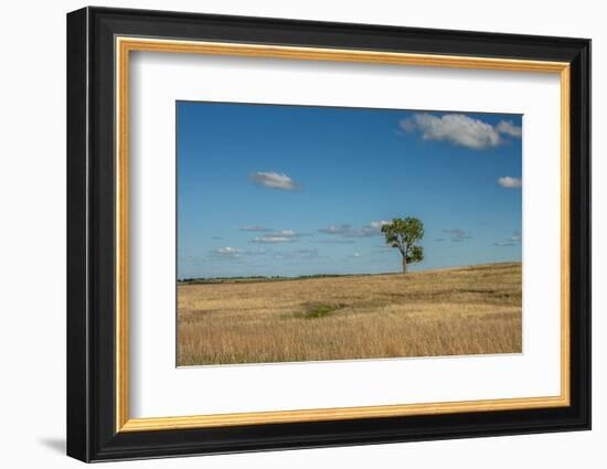 Tree in the Flint Hills of Kansas-Michael Scheufler-Framed Photographic Print