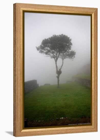 Tree in the Fog Machu Picchu Peru-null-Framed Stretched Canvas