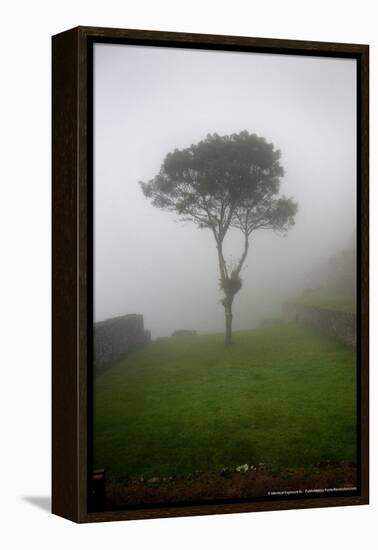 Tree in the Fog Machu Picchu Peru-null-Framed Stretched Canvas