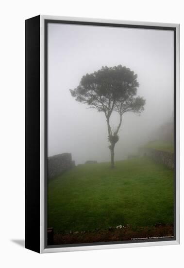 Tree in the Fog Machu Picchu Peru-null-Framed Stretched Canvas