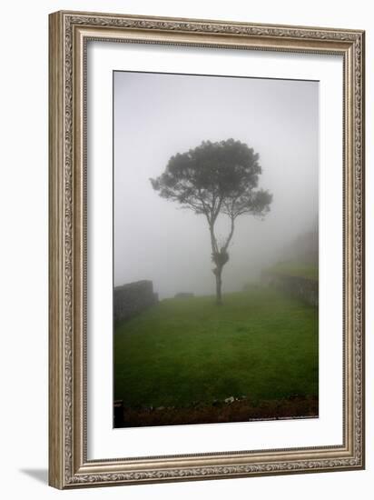 Tree in the Fog Machu Picchu Peru-null-Framed Photo