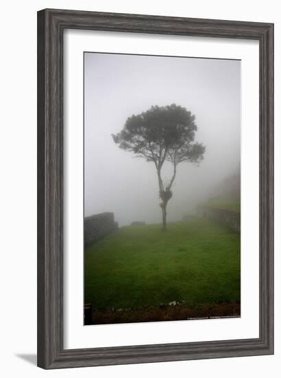 Tree in the Fog Machu Picchu Peru-null-Framed Photo