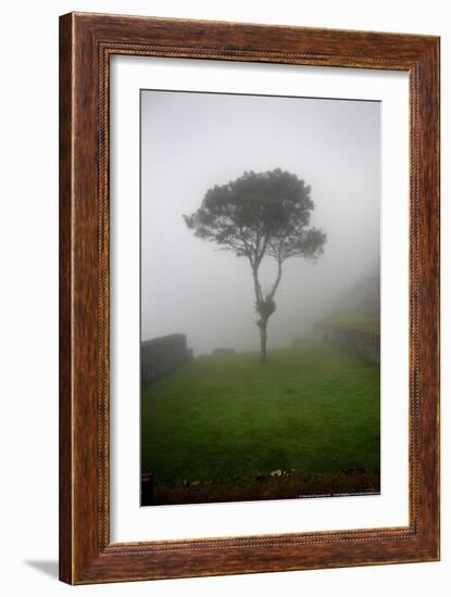 Tree in the Fog Machu Picchu Peru-null-Framed Photo