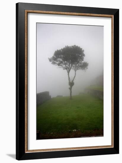 Tree in the Fog Machu Picchu Peru-null-Framed Photo