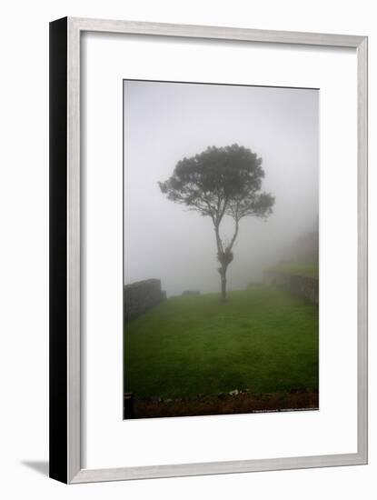 Tree in the Fog Machu Picchu Peru-null-Framed Photo