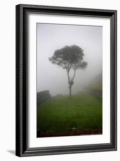 Tree in the Fog Machu Picchu Peru-null-Framed Photo