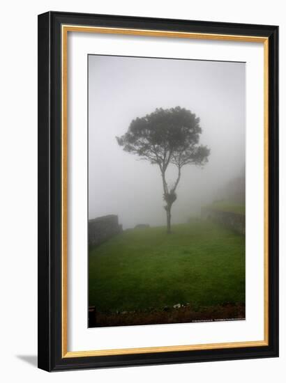 Tree in the Fog Machu Picchu Peru-null-Framed Photo