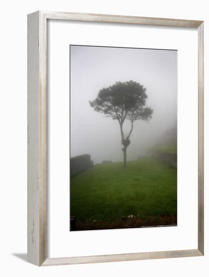 Tree in the Fog Machu Picchu Peru-null-Framed Photo