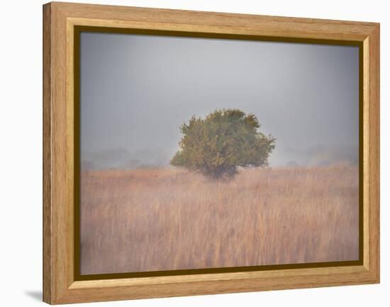 Tree in the fog-Michael Scheufler-Framed Premier Image Canvas