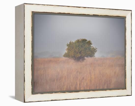 Tree in the fog-Michael Scheufler-Framed Premier Image Canvas