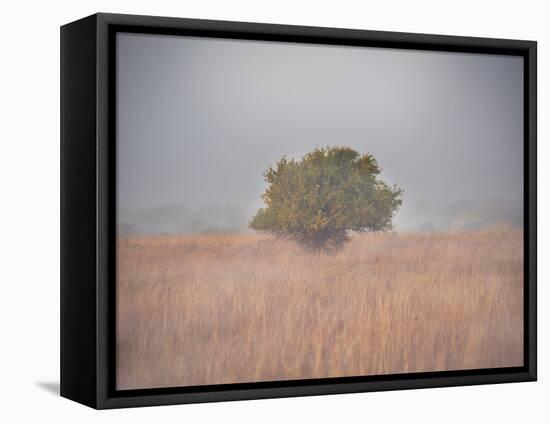 Tree in the fog-Michael Scheufler-Framed Premier Image Canvas