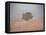 Tree in the fog-Michael Scheufler-Framed Premier Image Canvas