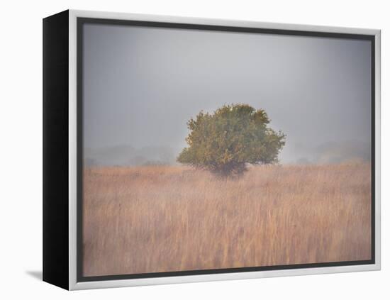 Tree in the fog-Michael Scheufler-Framed Premier Image Canvas