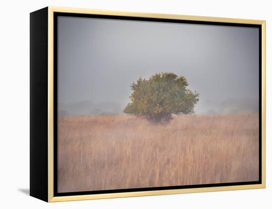 Tree in the fog-Michael Scheufler-Framed Premier Image Canvas