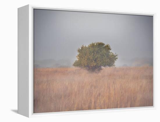 Tree in the fog-Michael Scheufler-Framed Premier Image Canvas