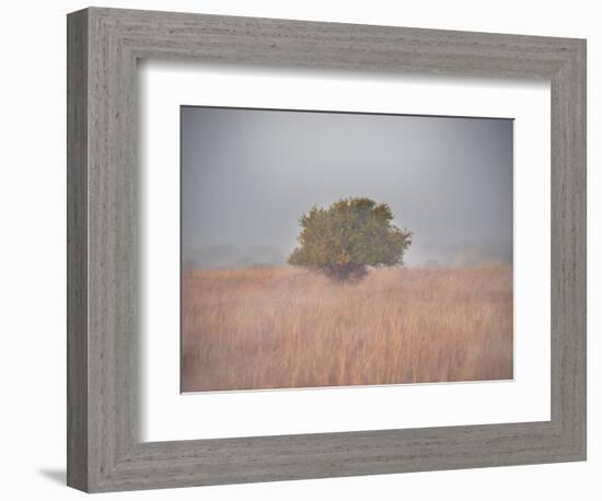 Tree in the fog-Michael Scheufler-Framed Photographic Print