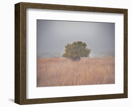 Tree in the fog-Michael Scheufler-Framed Photographic Print