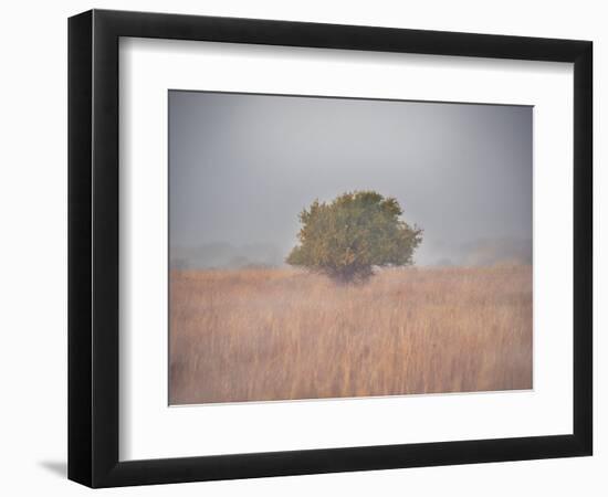 Tree in the fog-Michael Scheufler-Framed Photographic Print