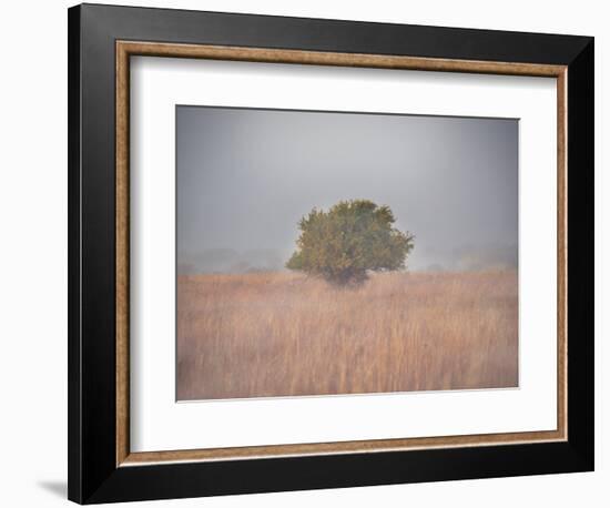 Tree in the fog-Michael Scheufler-Framed Photographic Print