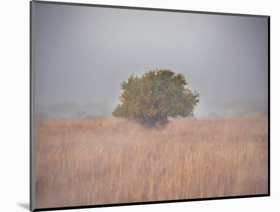 Tree in the fog-Michael Scheufler-Mounted Photographic Print