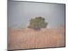 Tree in the fog-Michael Scheufler-Mounted Photographic Print