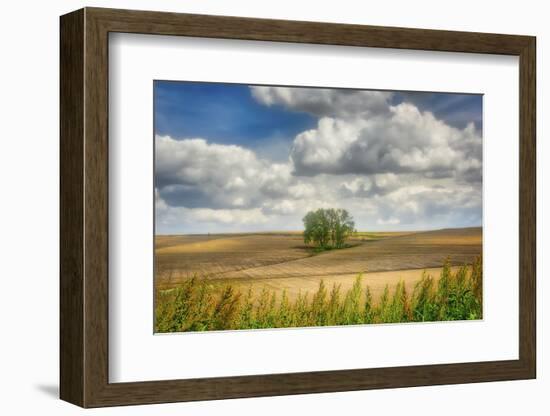 Tree in the middle of a plowed field-Michael Scheufler-Framed Photographic Print