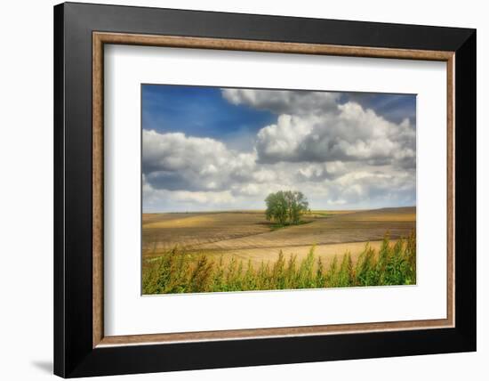 Tree in the middle of a plowed field-Michael Scheufler-Framed Photographic Print