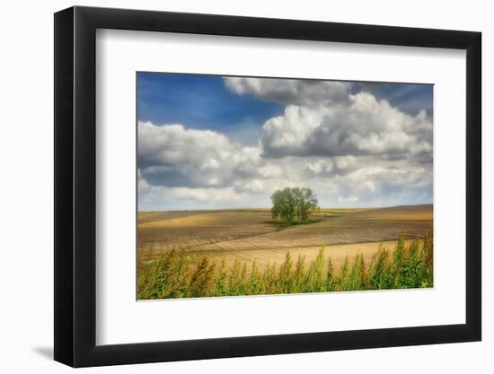 Tree in the middle of a plowed field-Michael Scheufler-Framed Photographic Print