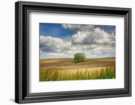 Tree in the middle of a plowed field-Michael Scheufler-Framed Photographic Print