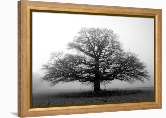 Tree in the Mist-null-Framed Premier Image Canvas