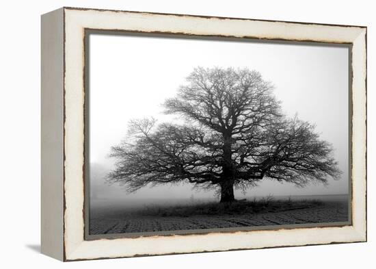 Tree in the Mist-null-Framed Premier Image Canvas