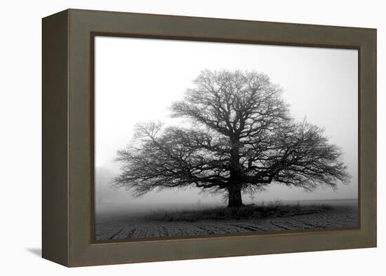 Tree in the Mist-null-Framed Premier Image Canvas