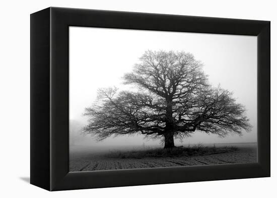 Tree in the Mist-null-Framed Premier Image Canvas