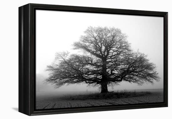 Tree in the Mist-null-Framed Premier Image Canvas