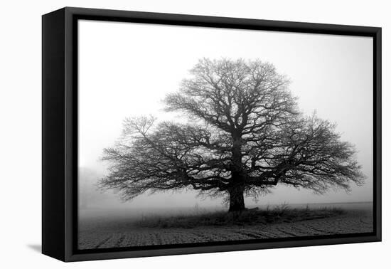 Tree in the Mist-null-Framed Premier Image Canvas