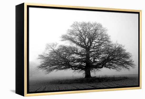 Tree in the Mist-null-Framed Premier Image Canvas