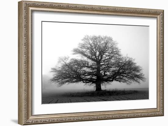 Tree in the Mist-null-Framed Premium Photographic Print